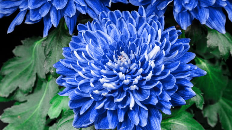 Premium Sky Blue Chrysanthemum Flower seeds for Planting Cottage Garden Essential, Heirloom & GMO Free Seeds for Home Garden seeds