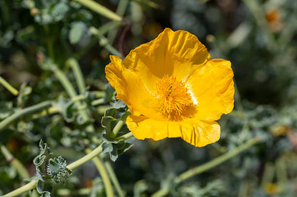 Glaucium Flavum Flower seeds for Planting Seasonal Bloomer Heirloom & GMO Free Seeds for Home Garden