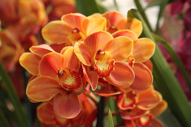 Orange Mini Orchid Flower seeds for Planting Seasonal Bloomer, Heirloom & GMO Free Seeds for Home Garden vegetable and garden seeds