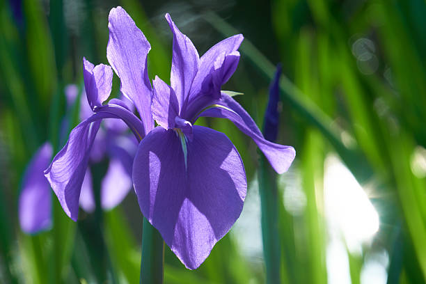Crocosmia Flower seeds for Planting Seasonal Bloomer Heirloom & GMO Free Seeds for Home Garden