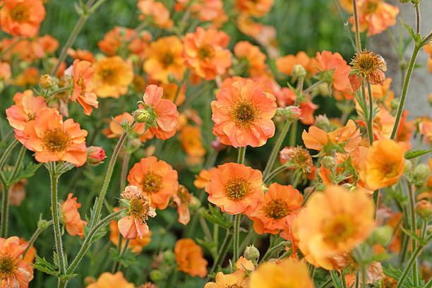 Geum Flower seeds for Planting Fragrant Blossoms Heirloom & GMO Free Seeds for Home Garden