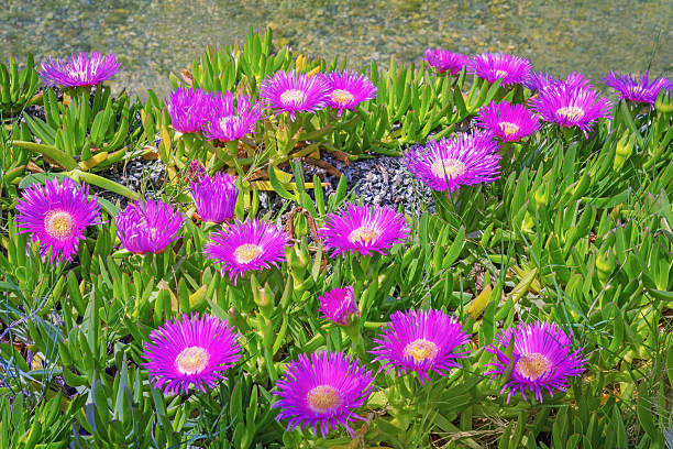 Carpobrotus Flower seeds for Planting Cottage Garden Essential, Heirloom & GMO Free Seeds for Home Garden vegetable and garden seeds