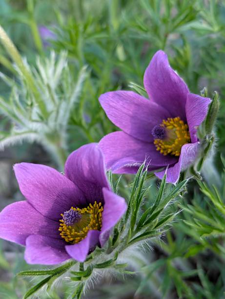 Premium Violet Pasque Flower seeds for Planting Pollinator Friendly, Heirloom & GMO Free Seeds for Home Garden seeds
