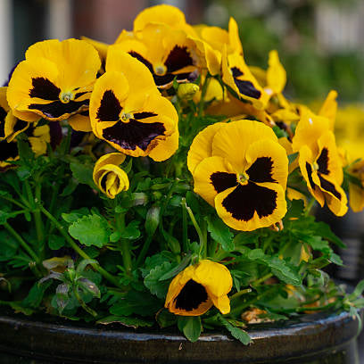 High quality Yellow Pansy Flower seeds for Planting Perfect for Borders, Heirloom & GMO Free Seeds for Home Garden seeds pack