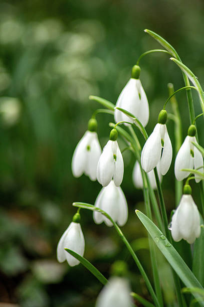 White Galanthus Nivalis Flower seeds for Planting Pollinator Friendly, Heirloom & GMO Free Seeds for Home Garden vegetable and garden seeds