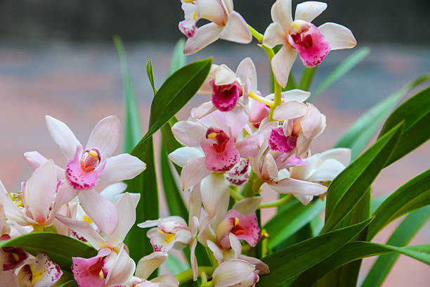 Pink & White Cymbidium Orchid Flower seeds for Planting Perfect for Borders, Heirloom & GMO Free Seeds for Home Garden vegetable and garden seeds