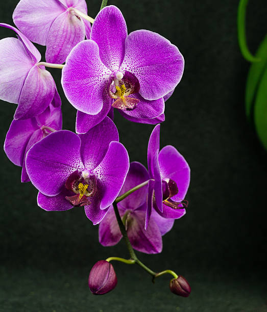 Premium Purple Butterfly Orchid Seeds Flower seeds for Planting Colorful Display, Heirloom & GMO Free Seeds for Home Garden seeds