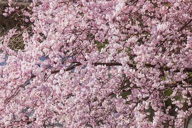 Premium Kirschbaum Flower seeds for Planting Seasonal Bloomer, Heirloom & GMO Free Seeds for Home Garden seeds