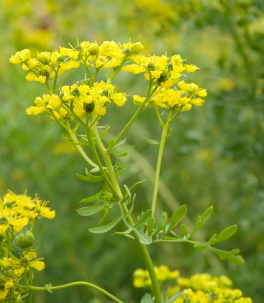 High quality Yellow Ruta Flower seeds for Planting Garden Favorite, Heirloom & GMO Free Seeds for Home Garden seeds pack