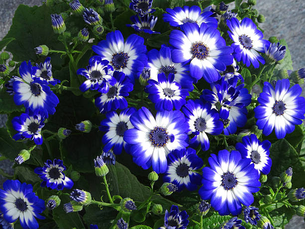 Heirloom Senetti Pericallis Flower seeds for Planting Shade Tolerant Heirloom & GMO Free Seeds for Home Garden