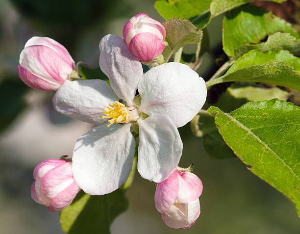 Malus Flower seeds for Planting Low Maintenance Heirloom & GMO Free Seeds for Home Garden