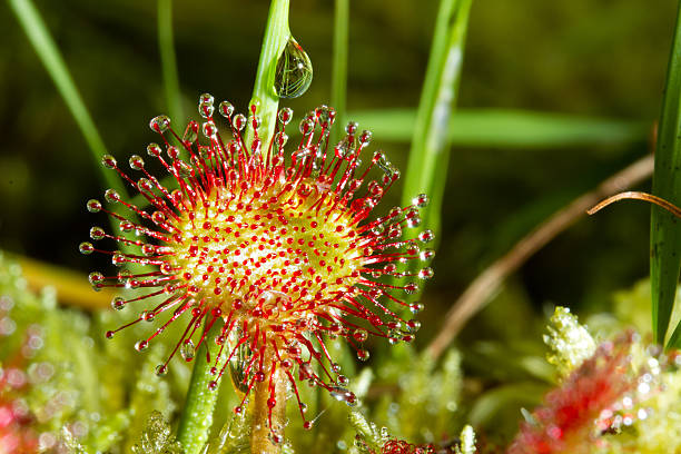 High quality Green Hardy Sundew Flower seeds for Planting Garden Favorite, Heirloom & GMO Free Seeds for Home Garden seeds pack