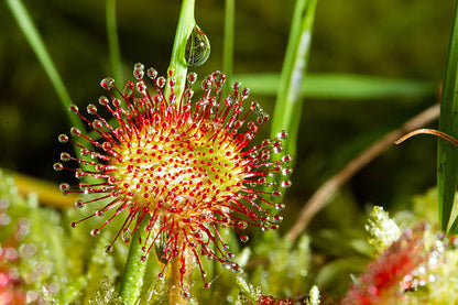 High quality Green Hardy Sundew Flower seeds for Planting Garden Favorite, Heirloom & GMO Free Seeds for Home Garden seeds pack