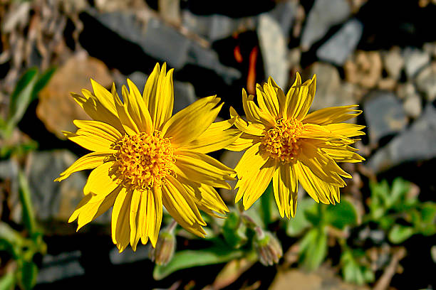 Premium Yellow Mountain Arnica Flower seeds for Planting Garden Favorite, Heirloom & GMO Free Seeds for Home Garden seeds