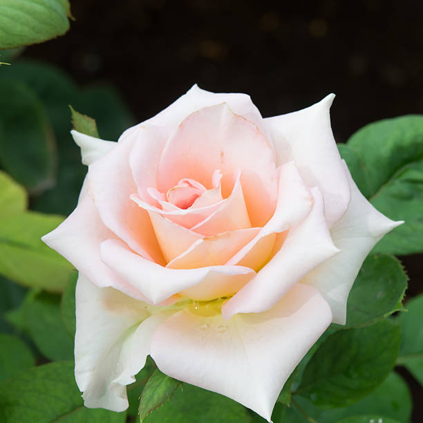 Pink Dawn Rose Flower seeds for Planting Perfect for Borders, Heirloom & GMO Free Seeds for Home Garden vegetable and garden seeds