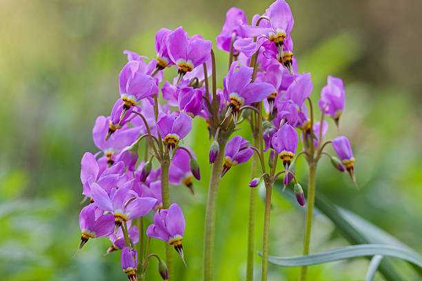 Premium Purple Dodecatheon Flower seeds for Planting Cut Flower Favorite, Heirloom & GMO Free Seeds for Home Garden seeds