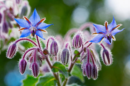 Borago Officinalis Flower seeds for Planting Vibrant Colors Heirloom & GMO Free Seeds for Home Garden