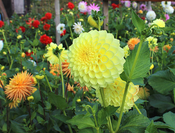 Yellow Pompon Dahlia Flower Seeds for Planting Heirloom, Non GMO, Garden Favorite Seeds vegetable and garden seeds