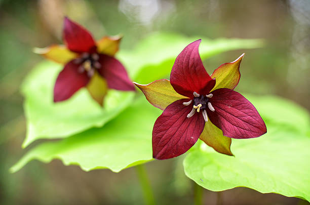 High quality Green Trillium Flower seeds for Planting Low Maintenance, Heirloom & GMO Free Seeds for Home Garden seeds pack