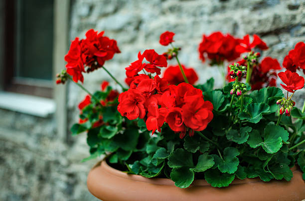 Premium Geraniums Deep Red Flower seeds for Planting Fragrant Blossoms, Heirloom & GMO Free Seeds for Home Garden seeds