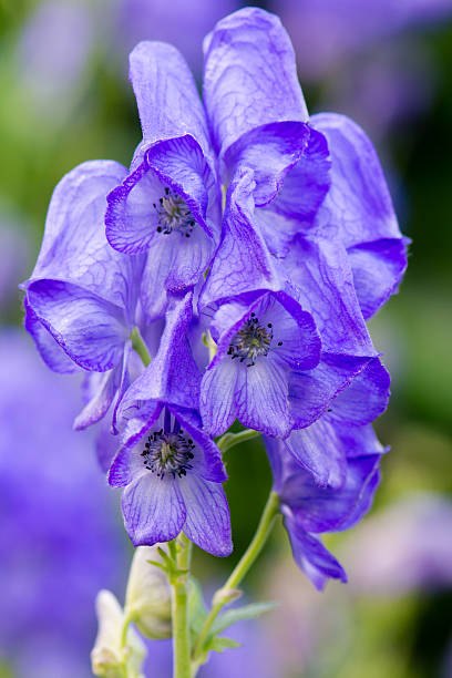 High quality Eisenhut Flower seeds for Planting Low Maintenance, Heirloom & GMO Free Seeds for Home Garden seeds pack