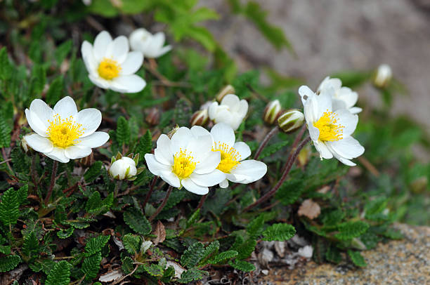 Premium White Burren Flower seeds for Planting Garden Favorite, Heirloom & GMO Free Seeds for Home Garden seeds