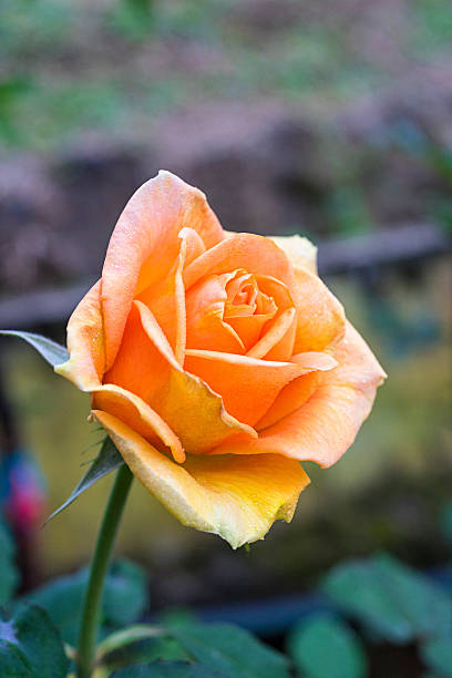 High quality Light Orange Rose Flower seeds for Planting Sun Loving, Heirloom & GMO Free Seeds for Home Garden seeds pack