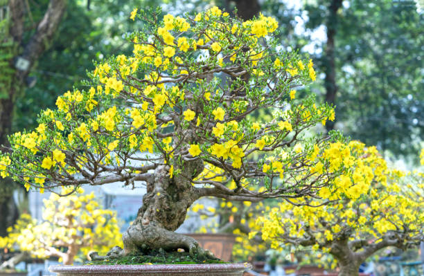 Yellow Simsii Bonsai Flower seeds for Planting Pollinator Friendly Heirloom & GMO Free Seeds for Home Garden