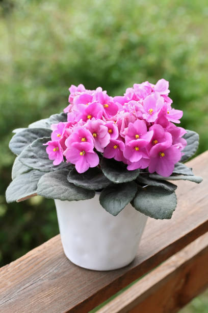 Premium Pink & White Saintpaulia Flower seeds for Planting Drought Tolerant, Heirloom & GMO Free Seeds for Home Garden seeds