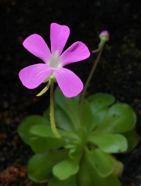 Mexican Butterwort Carnivorous Flower seeds for Planting - Hardy Variety, Heirloom & GMO Free Seeds for Home Garden