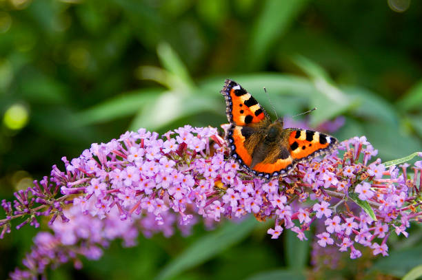 Premium Pink Buddleia Davidii Flower seeds for Planting Colorful Display, Heirloom & GMO Free Seeds for Home Garden seeds