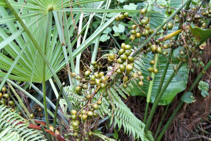 Green Saw Palmetto (Serenoa Repens) American Dwarf Palm Tree Shrub Edible Fruit Sun or Shade Seeds