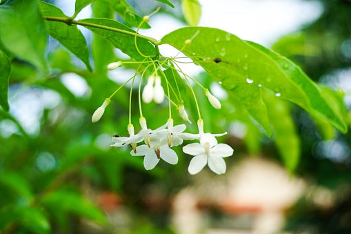 Premium White Mok Flower seeds for Planting Hardy Variety, Heirloom & GMO Free Seeds for Home Garden seeds
