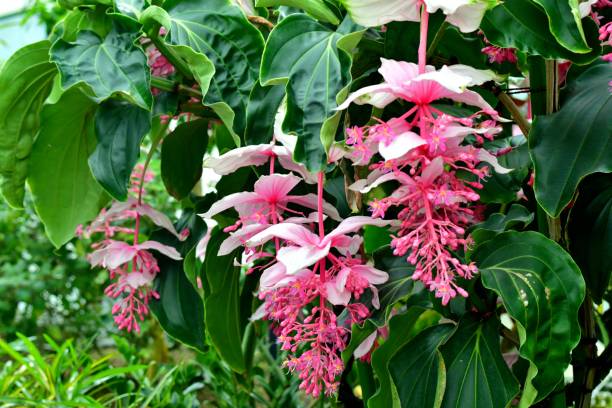 Premium Pink Myriantha Flower seeds for Planting Shade Tolerant, Heirloom & GMO Free Seeds for Home Garden seeds