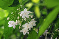 White Mok Flower seeds for Planting Hardy Variety, Heirloom & GMO Free Seeds for Home Garden seeds for planting