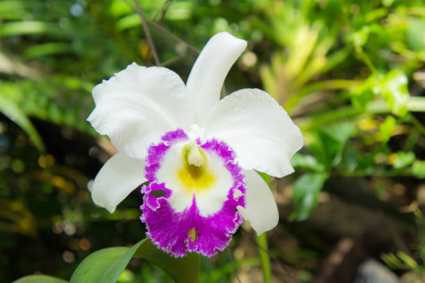 Cattleya Flower seeds for Planting Low Maintenance, Heirloom & GMO Free Seeds for Home Garden vegetable and garden seeds