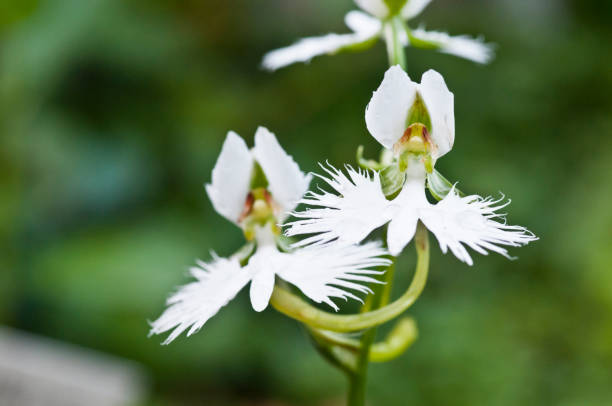 Orchid Flower seeds for Planting Drought Tolerant Heirloom & GMO Free Seeds for Home Garden