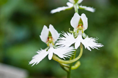 Orchid Flower seeds for Planting Drought Tolerant Heirloom & GMO Free Seeds for Home Garden