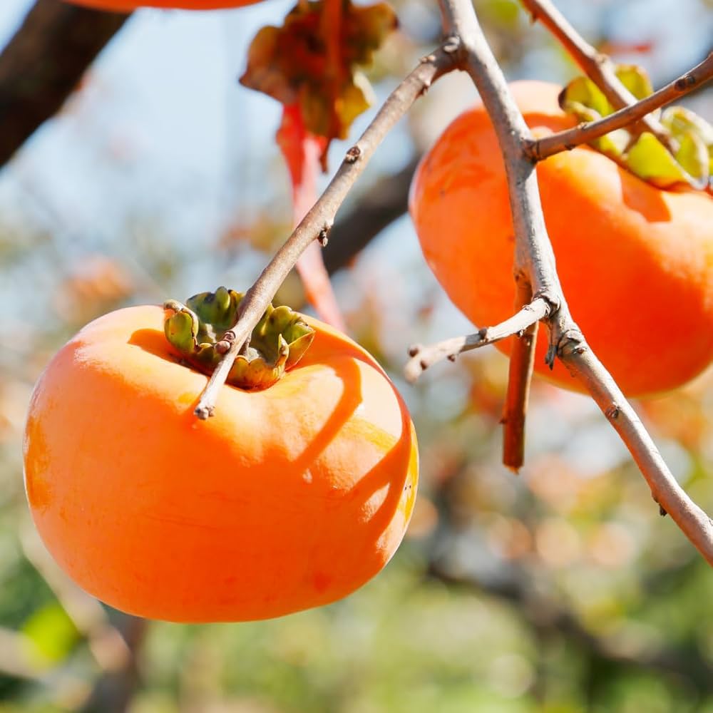 Italian Dateplum seeds fruit tree for edible landscaping