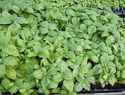 Italian Large Leaf Basil plant with lush green leaves in garden