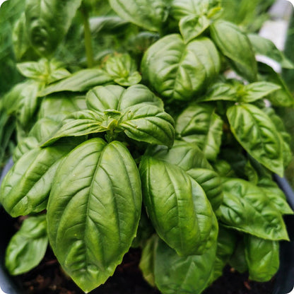 Italian Large Leaf Basil seeds with complete planting and growing guide