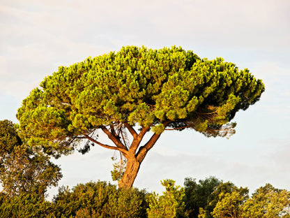 Italian Stone Pine (Pinus pinea) seeds for planting