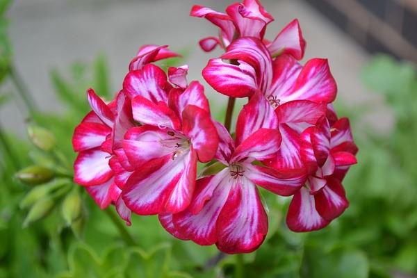 Red & White Geranium Flower seeds for Planting Vibrant Colors, Heirloom & GMO Free Seeds for Home Garden vegetable and garden seeds