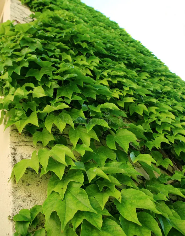 Premium Ivy Flower seeds for Planting Wildflower Mix, Heirloom & GMO Free Seeds for Home Garden seeds