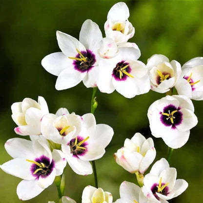 White Sparaxis Tricolor Flower seeds for Planting Low Maintenance, Heirloom & GMO Free Seeds for Home Garden vegetable and garden seeds