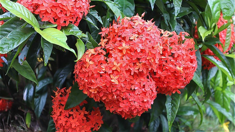 Hydrangea Orange Flower seeds for Planting Wildflower Mix, Heirloom & GMO Free Seeds for Home Garden vegetable and garden seeds