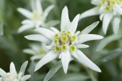 Heirloom Leontopodium Alpinum Flower seeds for Planting Long Bloom Season Heirloom & GMO Free Seeds for Home Garden