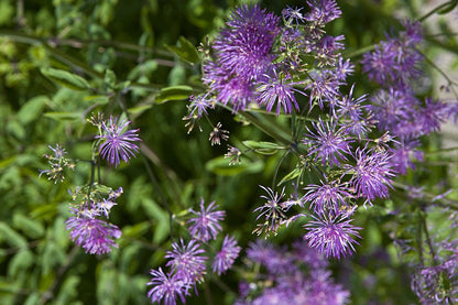 MeadowRue Flower seeds for Planting Compact Growth Heirloom & GMO Free Seeds for Home Garden