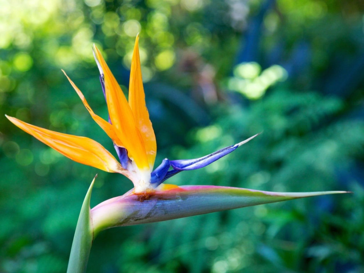 Strelitzia Reginae Flower seeds for Planting Sun Loving Heirloom & GMO Free Seeds for Home Garden