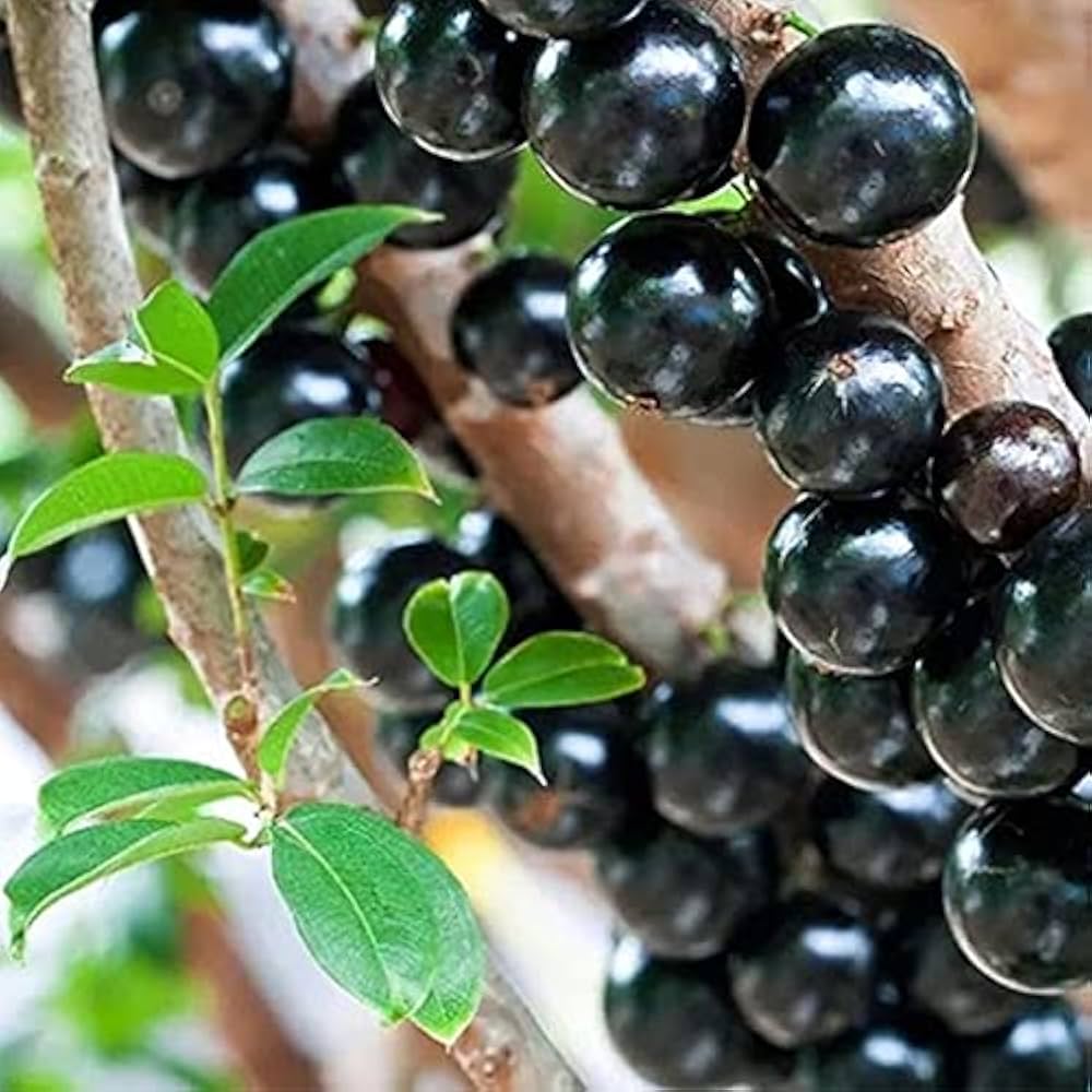 Jabuticaba seeds for planting black edible tropical fruits